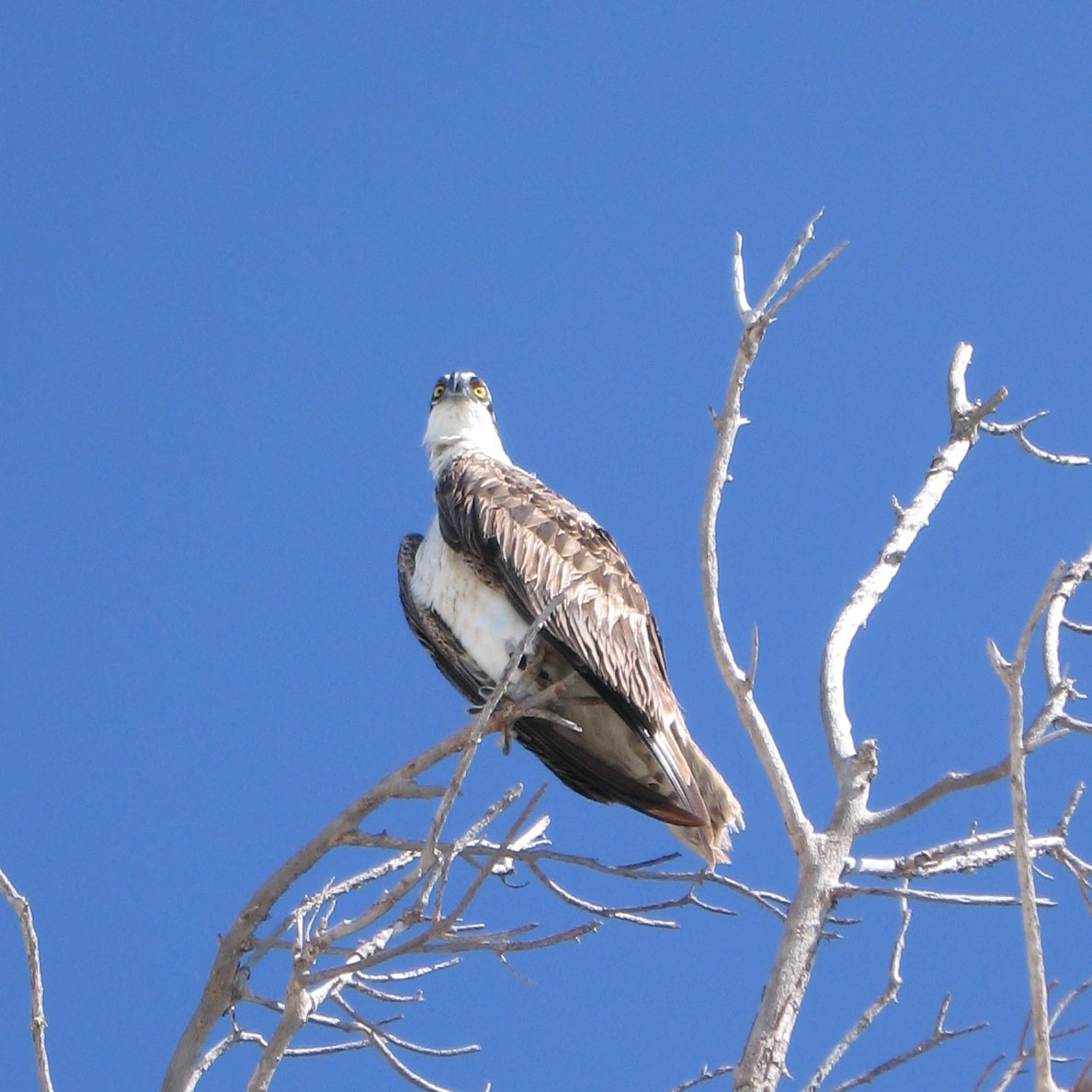 Hawk watch