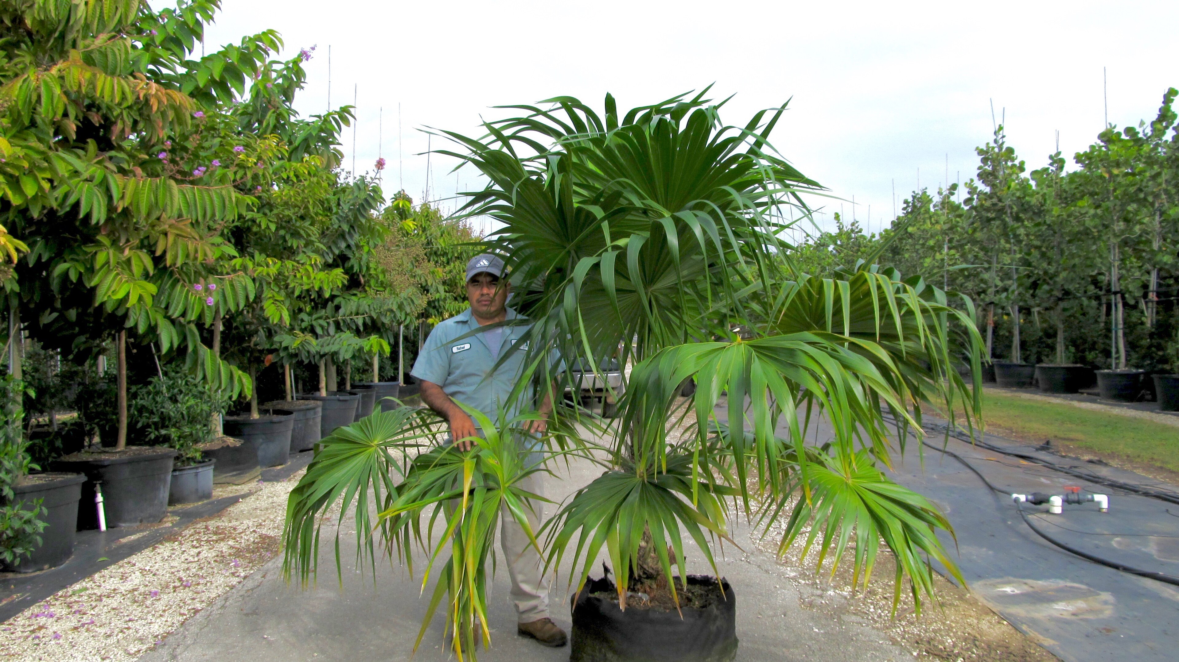 Florida thatch palm