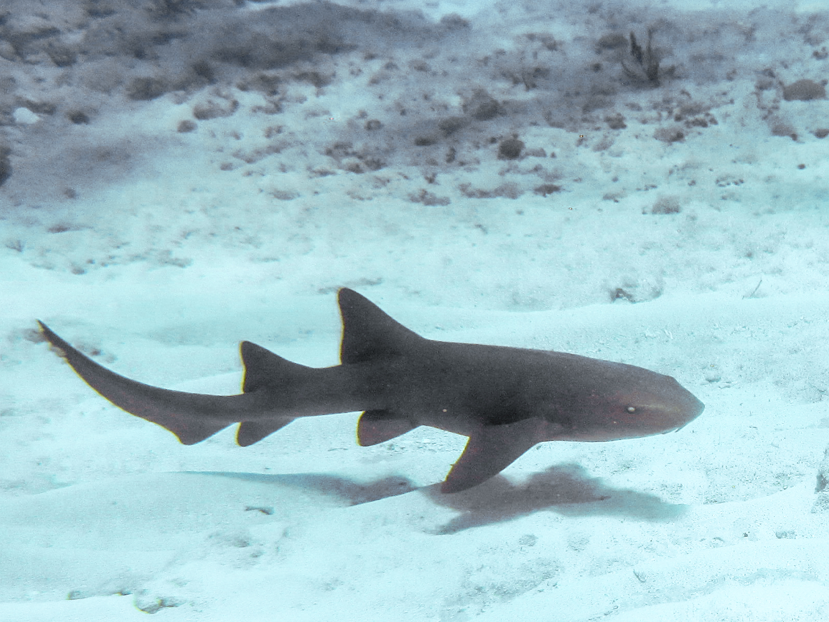 Nurse shark on a Florida Keys reef